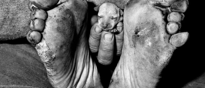 The Other Mind: Roger Ballen. A Retrospective